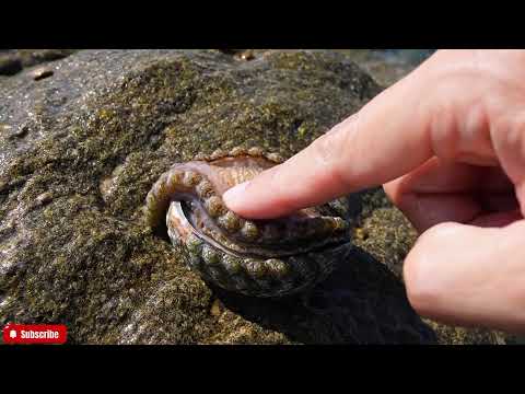 🔴 The FRESHEST Abalone ASMR You'll Ever See | Close-Up Visuals & Natural Ocean Sounds