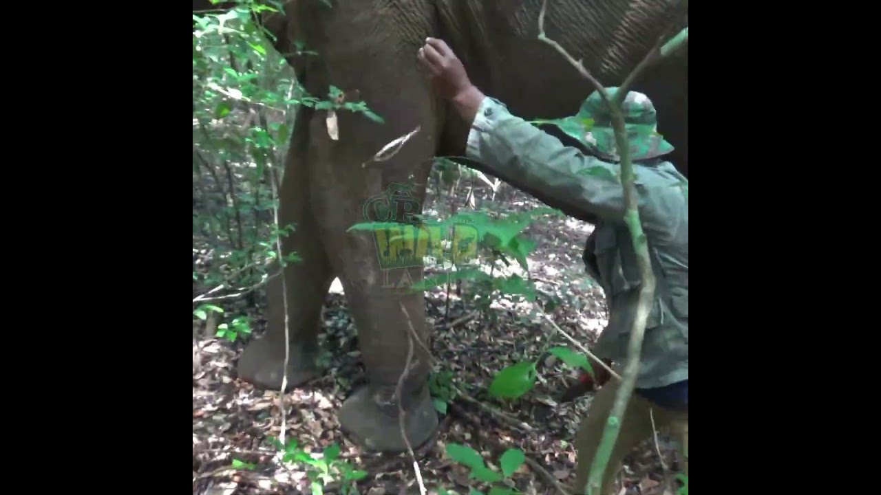 Wildlife Officials Rescue Elephant by Cutting Cable Wire Stuck in Leg 🐘