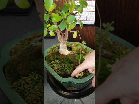 Bonsai Moss Crafting