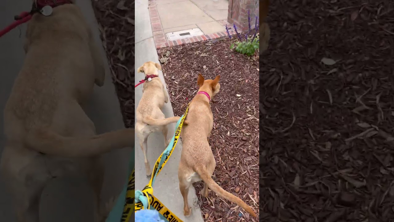 Enlarge Amaya, a Adoptable Mixed Breed in San Diego, CA video 6/6