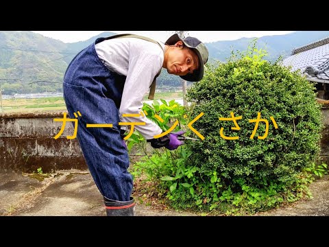 園芸 ツゲの代替品