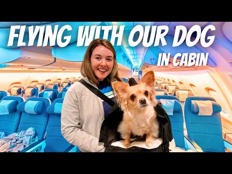 How to Fly With Your Dog in CABIN! Flying With a Dog on Delta Airlines | Fly With Your Pet in Cabin