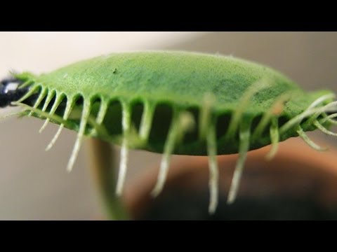 How to Feed a FLY to a Carnivorous Plant (Venus Fly trap)