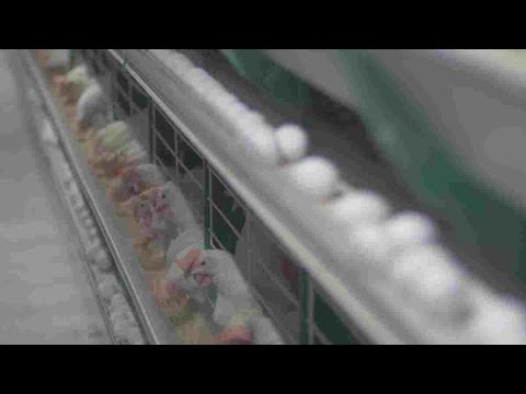 Travacò, progetto di un allevamento intensivo di 40.000 polli accanto al canile