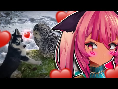 Tricky Reacts to FUNNIEST AND CUTEST HUSKY VIDEOS! (CUTE DOGS!)