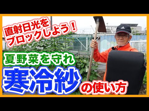 作物を灼熱の太陽から守るために、菜園に日陰を作る遮光ネットを設置します。