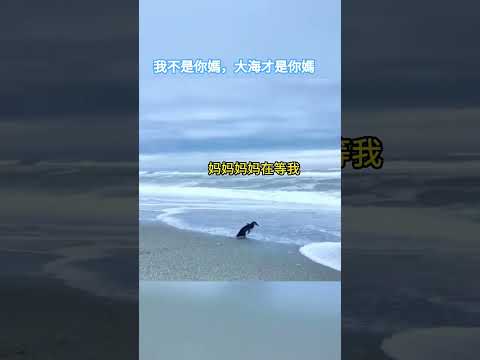 我不是你媽，大海才是你媽！ #搞笑配音 #搞笑 #funny