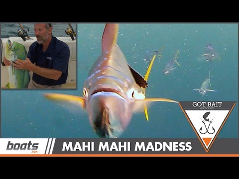 Got Bait? Mahi Madness Above and Underwater, Fish-cam Attacked!
