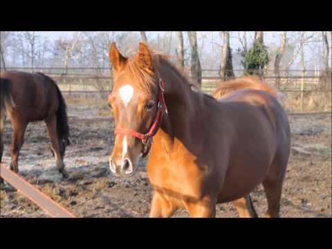 ZK Zayid (Adabayor Kossck x A.F. Zjaba)