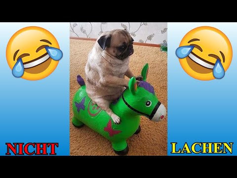 VERSUCHE NICHT ZU LACHEN !!! 🤣🤣🤣 #59