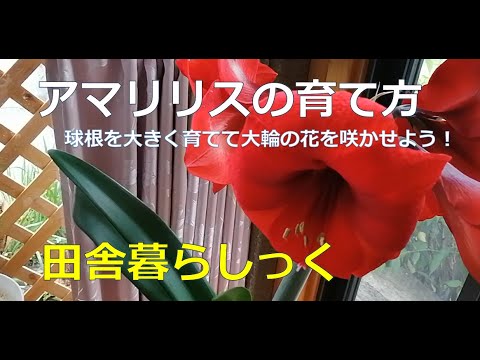 クリスマスにアマリリスを再び咲かせるにはどうすればよいですか?内に秘められた計り知れない美しさ  庭園
