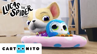 Download lagu The Owl Really Wants to Play with the Puppy | Lucas the Spider | Cartoons for Kids | @cartoonito mp3