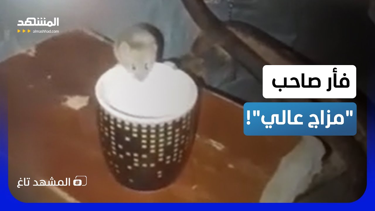 "مزاج عالي".. فأر يحتسي القهوة ويثير ضحك "السوشيال ميديا" - المشهد تاغ