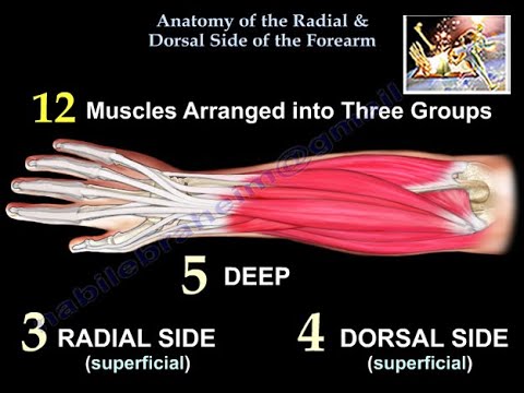 Anatomy Of The Radial & Dorsal Side Of Forearm - Everything You Need To Know - Dr. Nabil Ebraheim