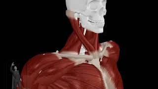 Whiplash - Skeleton, Muscles, Ligaments - Oblique View