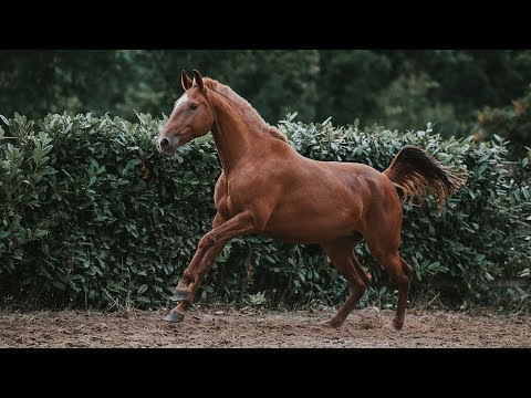 Horse for Sale | Chesnut Piro Free Lusitano Mare (REF#418)
