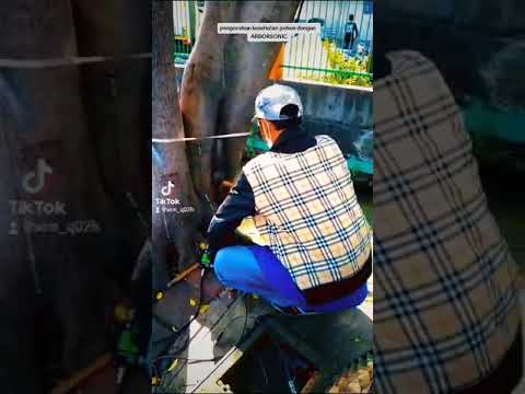 Penggunaan Alat Arborsonic 3D Oleh Tim UP PTP KP-JakartaBARAT.,Dinas Pertamanan Prov. DKI JAKARTA