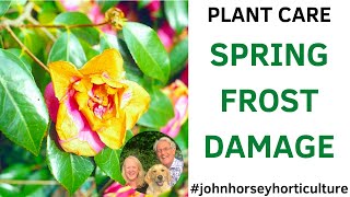 SPRING FROST WARNING! SAVE YOUR GARDEN PLANTS FROM DISASTER