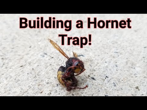 Building a Trap and killing a Japanese Hornets nest.