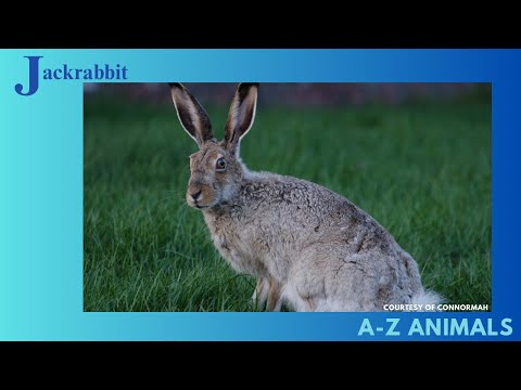 Amazing Facts about the Jackrabbit