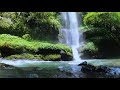 RELAKSASI AIR TERJUN DI DALAM HUTAN SUARA GEMERCIK AIR SUARA BURUNG LIAR