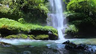 Download lagu RELAKSASI AIR TERJUN DI DALAM HUTAN - SUARA GEMERCIK AIR & SUARA BURUNG LIAR mp3