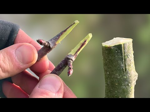 EASY Bark Grafting: The Simple Technique for Beginners