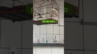 PARDO 