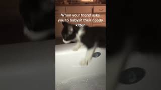 Download lagu Bagian 36 #lucu #kucing#DramaMini mp3 Download lagu Bagian 36 #lucu #kucing#DramaMini mp3