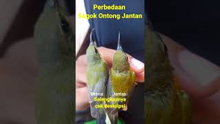 Download lagu perbedaan sogok ontong jantan #sogon #sogokotong #sogokontonggacor mp3