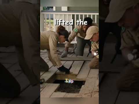 El gato que salvó a una familia de un nido mortal de serpientes 🐈‍⬛🐍😱 #shortsfeed #animals #viral