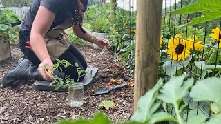 Planting Tomato Suckers | Basil | Green Beans | EverCrest
