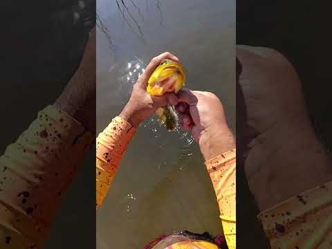 Pesca na água de côco em Araporã Minas Gerais.