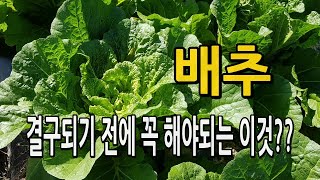 배추 결구되기전 꼭 해야되는 이것은?? 배추농사 병충해 방제