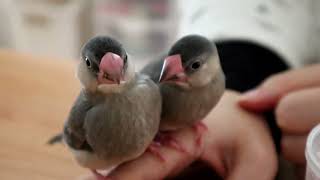 まどろむ文鳥