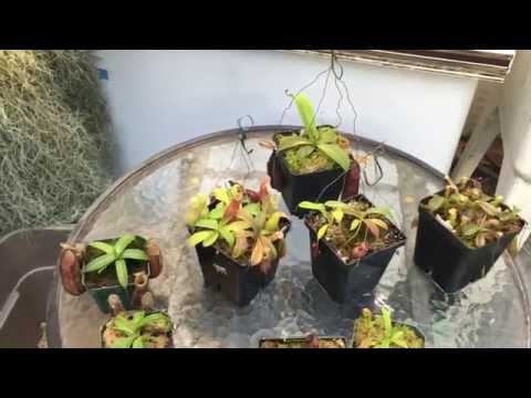 , title : 'SOME OF MY FAVORITE HOME GROWN NEPENTHES SEEDLINGS 1080p'