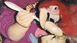Hand-Feeding a Macaw