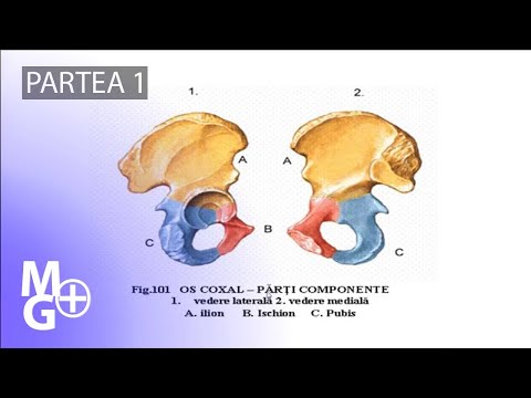 Coxal bone (part 1) Course/ 3D Presentation @ANATOMY