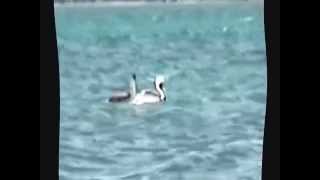 preview picture of video 'LOS PELICANOS EN LA COSTAS DE SALINAS'