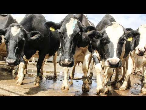 download lagu mp3 mp4 Dark Side Of The Milk, download lagu Dark Side Of The Milk gratis, unduh video klip Dark Side Of The Milk