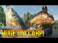 [Lvl.50] Weeping Willows UNIQUE Carp! Method Leads & More! | Fishing Planet