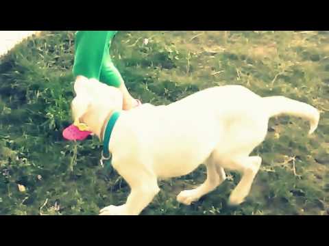 Greek little girl and dog playing!!!