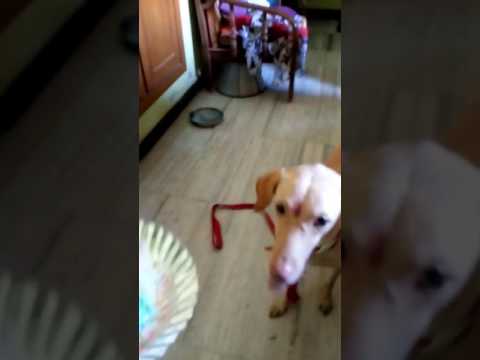 My little sofy feeling guilty