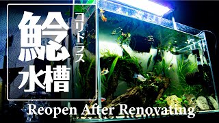 コリドラス水槽 リセット&立ち上げ!【コリドラス水槽】#6