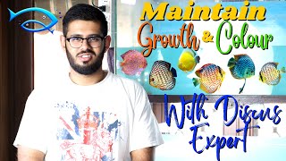 Best tips for Maintain Discus Fish Growth & Colour  With Expert||How to care Discus Fish Discusmagic