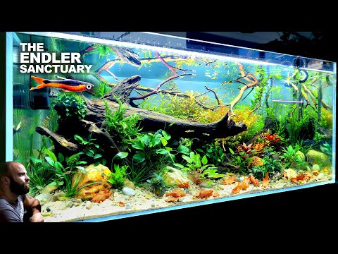 The Endler Sanctuary: EPIC 4ft Natural Style Aquarium (aquascape tutorial)
