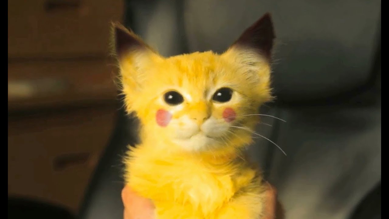 The Explosive Cuteness Of A RealLife PikachuKitten