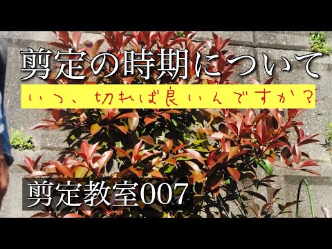11月に剪定する低木はどれですか