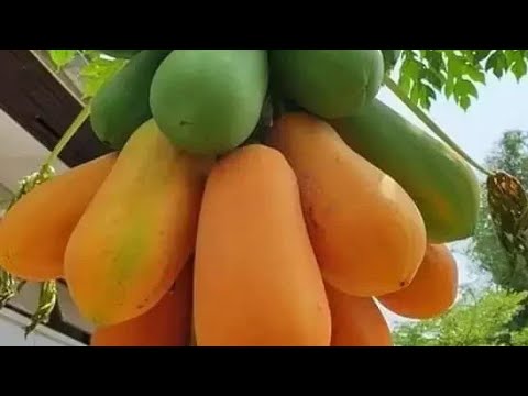 አባባየ ማነው እሚወደው