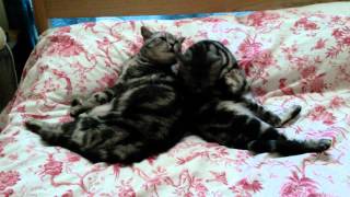 Artemis and Athena mutual grooming in Kings Sutton